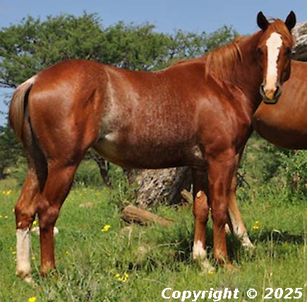 Bronco Springers Wiggles